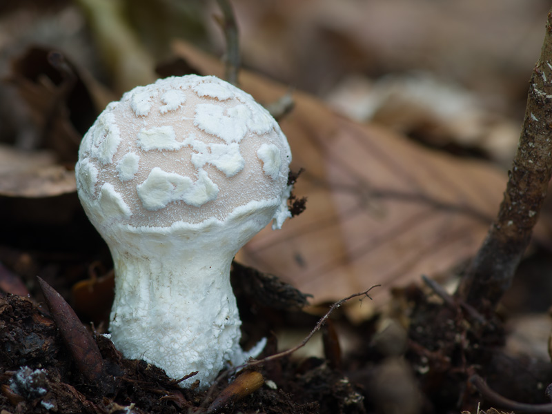 Lycoperdon mammiforme